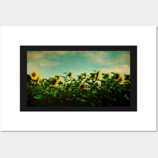 A Field of Sunflowers Posters and Art